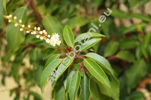 Prunus lusitanica L. (Laurocerasus lusitanica Roem.)