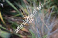 Festuca glauca 'Intense Blue' (Festuca glauca auct., Festuca duriuscula auct., Festuca cinerea auct.)