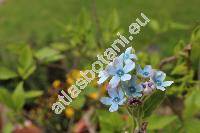 Oxypetalum caeruleum (Don ex Sweet) Decne. (Tweedia caerulea Don ex Sweet)