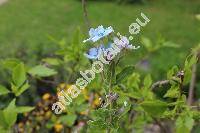 Oxypetalum caeruleum (Don ex Sweet) Decne. (Tweedia caerulea Don ex Sweet)