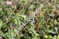 Lonicera etrusca Santi (Caprifolium etruscum Schult., Caprifolium cyrenaicum Kuntze, Caprifolium dimorphum (Tausch) Kuntze, Lonicera dimorpha Tausch)