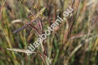 Andropogon distachyos L. (Andropogon sanguinarius Schreb., Apluda distachya (L.) Beauv., Chrysopogon distachyos (L.) Rossi, Holcus distachyos, Sorghum, Pollinia)