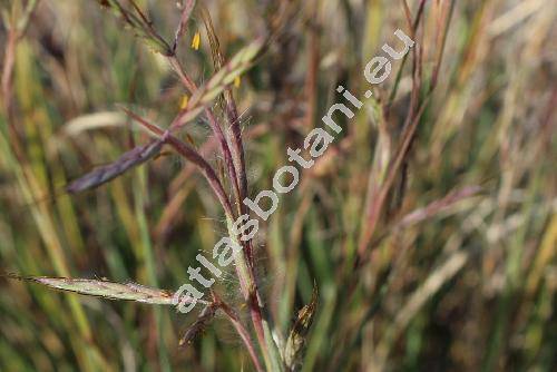 Andropogon distachyos L. (Andropogon sanguinarius Schreb., Apluda distachya (L.) Beauv., Chrysopogon distachyos (L.) Rossi, Holcus distachyos, Sorghum, Pollinia)