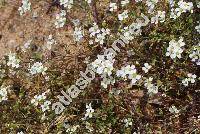 Capsella rubella Reut. (Capsella bursa-pastoris (L.) Med. subps. rubella, Crucifera)