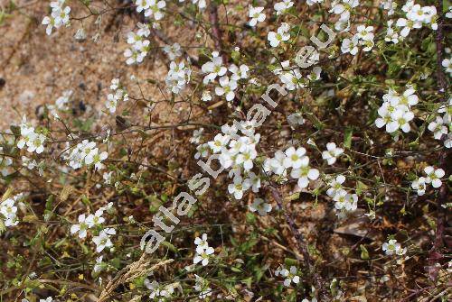 Capsella rubella Reut. (Capsella bursa-pastoris (L.) Med. subps. rubella, Crucifera)