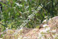 Capsella rubella Reut. (Capsella bursa-pastoris (L.) Med. subps. rubella, Crucifera)