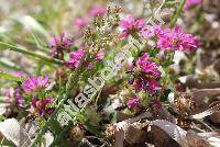 Trifolium resupinatum L. (Chrysaspis)