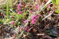 Trifolium resupinatum L. (Chrysaspis)