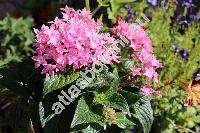 Pentas 'Butterfly Deep Pink' (Pentas lanceolata (Forssk.) Defl.)