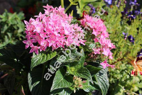 Pentas 'Butterfly Deep Pink' (Pentas lanceolata (Forssk.) Defl.)