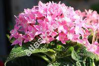 Pentas 'Butterfly Deep Pink' (Pentas lanceolata (Forssk.) Defl.)