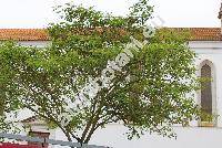 Paraserianthes falcataria (L.) Niels. (Albizia moluccana Miq., Albizia falcataria, Falcataria moluccana (Miq.) Barn. et Grim., Acacia)