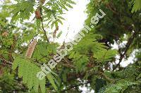 Paraserianthes falcataria (L.) Niels. (Albizia moluccana Miq., Albizia falcataria, Falcataria moluccana (Miq.) Barn. et Grim., Acacia)