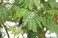 Paraserianthes falcataria (L.) Niels. (Albizia moluccana Miq., Albizia falcataria, Falcataria moluccana (Miq.) Barn. et Grim., Acacia)