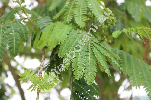 Paraserianthes falcataria (L.) Niels. (Albizia moluccana Miq., Albizia falcataria, Falcataria moluccana (Miq.) Barn. et Grim., Acacia)