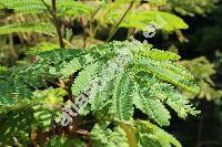 Paraserianthes lophantha (Willd.) Niels. (Albizia, Falcataria, Acacia)