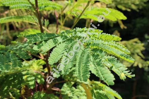 Paraserianthes lophantha (Willd.) Niels. (Albizia, Falcataria, Acacia)