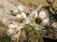 Chamelaucium 'Snowflake' (Darwinia axillaris (Muell. ex Benth.) Muell., Waxflower)