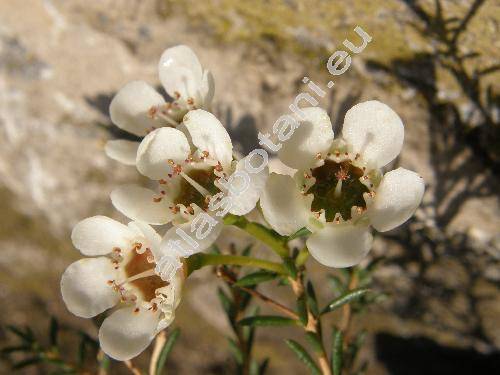 Chamelaucium 'Snowflake' (Darwinia axillaris (Muell. ex Benth.) Muell., Waxflower)