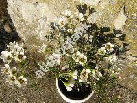 Chamelaucium 'Snowflake' (Darwinia axillaris (Muell. ex Benth.) Muell., Waxflower)