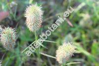 Trifolium angustifolium L. (Chrysaspis)