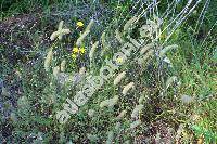Trifolium angustifolium L. (Chrysaspis)