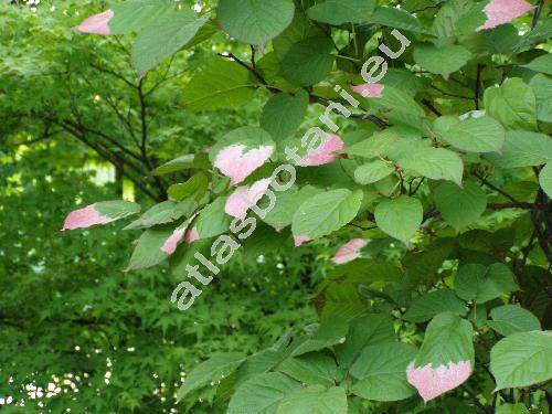 Actinidia kolomikta (Rupr. et Max.) Max.