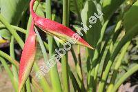 Heliconia schiedeana Klotzsch (Bihai)