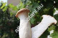 Pleurotus eryngii (DC.) Quel. (Pleurotus eryngii (DC.) Qul.)