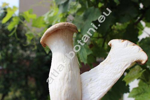 Pleurotus eryngii (DC.) Quel. (Pleurotus eryngii (DC.) Qul.)