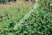 Persicaria amplexicaulis 'Rosea' (Persicaria amplexicaulis (Don) Ronse Decr., Polygonum amplexicaule Don, Bistorta amplexicaulis (Don) Greene)