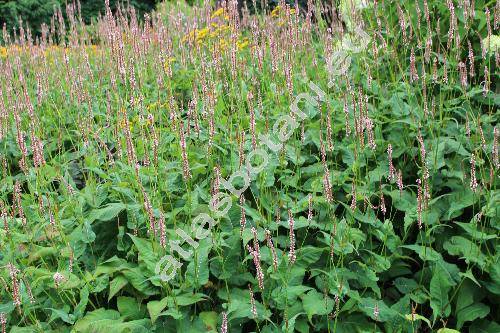 Persicaria amplexicaulis 'Rosea' (Persicaria amplexicaulis (Don) Ronse Decr., Polygonum amplexicaule Don, Bistorta amplexicaulis (Don) Greene)