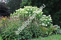 Persicaria amplexicaulis 'Rosea' (Persicaria amplexicaulis (Don) Ronse Decr., Polygonum amplexicaule Don, Bistorta amplexicaulis (Don) Greene)