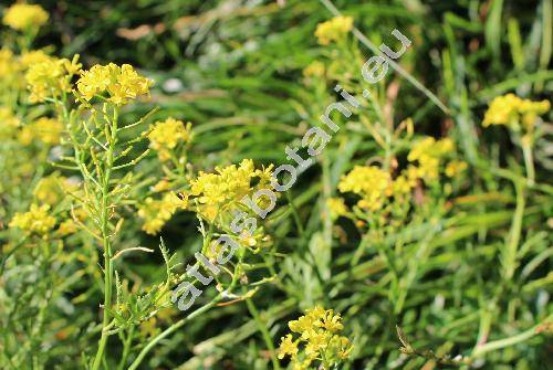 Erucastrum nasturtiifolium (Poir.) Schulz (Hirschfeldia)