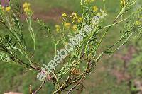 Erucastrum nasturtiifolium (Poir.) Schulz (Hirschfeldia)