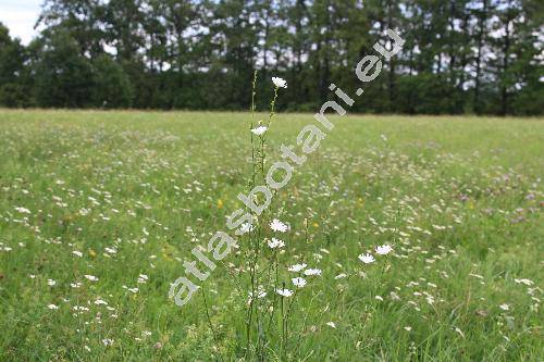 Cichorium intybus f. alba Farw. (Cichorium intybus subsp. intybus, Cichorium commune Pall., Cichorium hirsutum Gren., Cichorium cicorae Dum.)