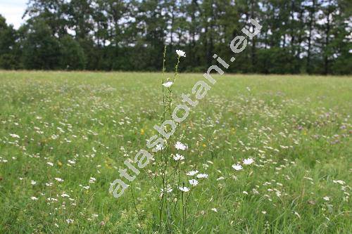 Cichorium intybus f. alba Farw. (Cichorium intybus subsp. intybus, Cichorium commune Pall., Cichorium hirsutum Gren., Cichorium cicorae Dum.)