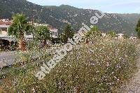 Cichorium intybus f. alba Farw. (Cichorium intybus subsp. intybus, Cichorium commune Pall., Cichorium hirsutum Gren., Cichorium cicorae Dum.)