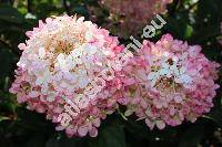 Hydrangea 'Vanille-Fraise' (Viburnum)