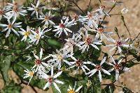 Aster divaricatus L. (Amellus, Aster excavatus Burg., Biotia macrophylla var. divaricata (L.) DC., Aster corybosus Sol., Eurybia divaricata (L.) Nels.)