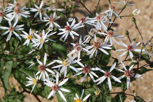 Aster divaricatus L. (Amellus, Aster excavatus Burg., Biotia macrophylla var. divaricata (L.) DC., Aster corybosus Sol., Eurybia divaricata (L.) Nels.)