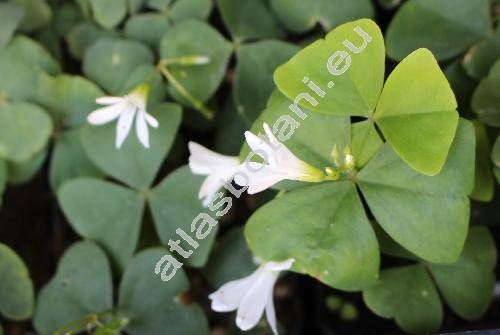 Oxalis regnellii Miq.