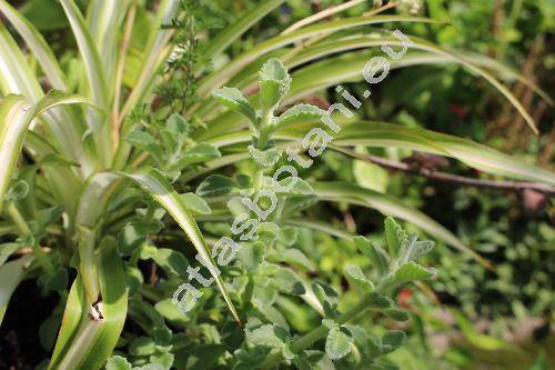 Plectranthus socotranus Sm.