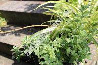 Plectranthus socotranus Sm.