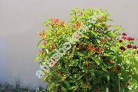 Jacobinia californica (Benth.) Nees (Justicia californica (Benth.) Gibs.)