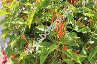 Jacobinia californica (Benth.) Nees (Justicia californica (Benth.) Gibs.)
