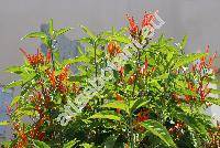 Jacobinia californica (Benth.) Nees (Justicia californica (Benth.) Gibs.)