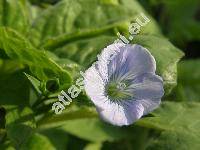 Linum usitatissimum 'Amon'