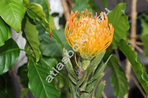 Leucospermum 'Jody Jewell' (Protea)