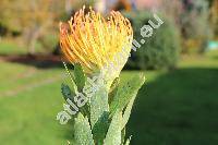 Leucospermum 'Jody Jewell' (Protea)